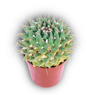 busen kaktus Boobie Cactus