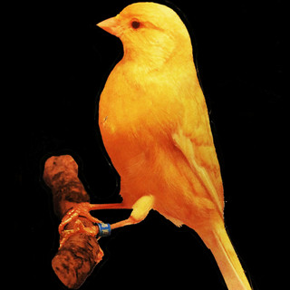 Chäirwalk artist photo