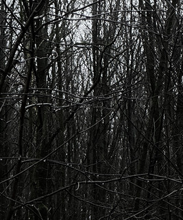 swamphead Photo