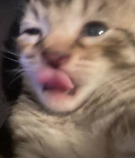 jaetana