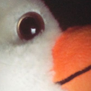 Sadzinnx
