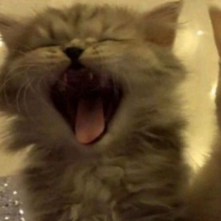 Kyo