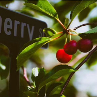 Cherry Bombs