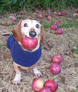 The Dog With The Apple