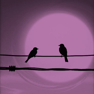 Sound Birds Lofi