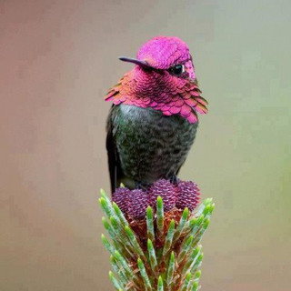 Dunham Music Group artist photo