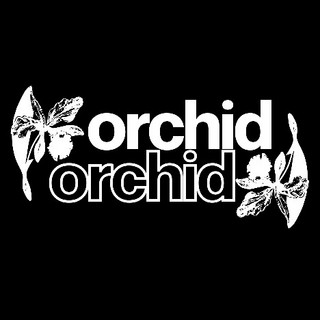 Orchid Orchid