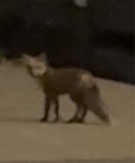 foxhide