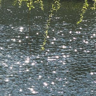 Novis