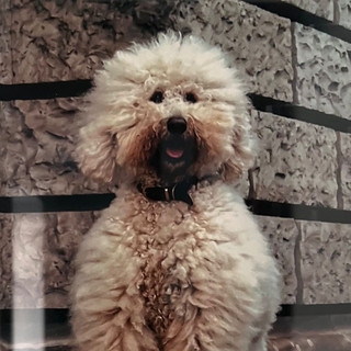 Khaled Kurbeh poster