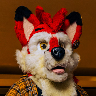 Fyko Fox Photo