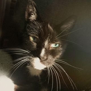 Nova Cat Purring Sounds