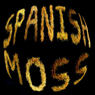 Spanish Moss Photo