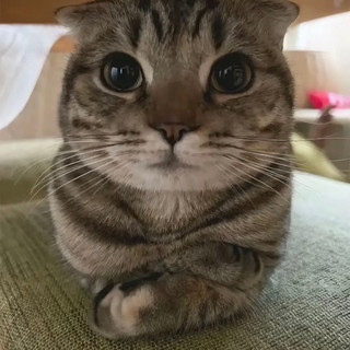 shy the eternal