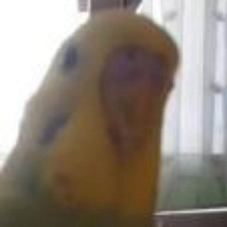 Gensai Photo