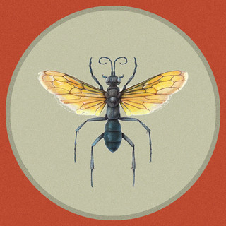 Cazador poster