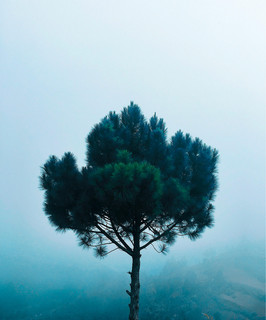 Joshua Tree