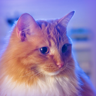 Lasse the Cat