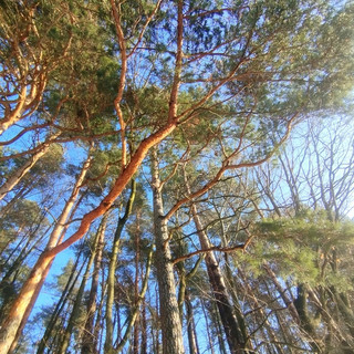 Renēva