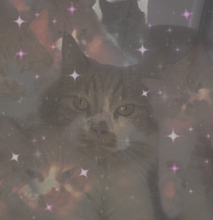 L00N3¥