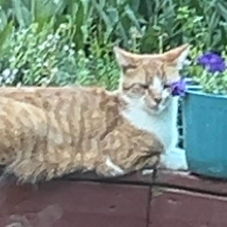 basketcat