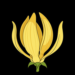 Ylang Ylang