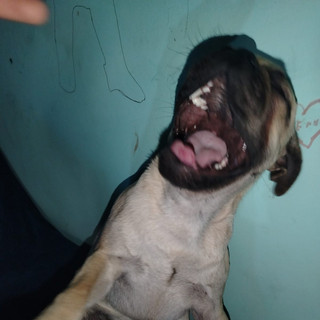 BUTCH