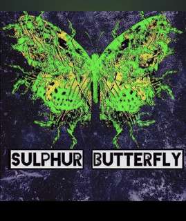 Sulphur Butterfly