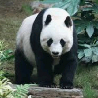 DJ Panda