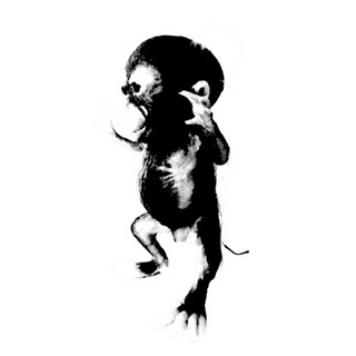 Ape
