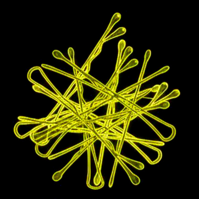 Bobby Pin