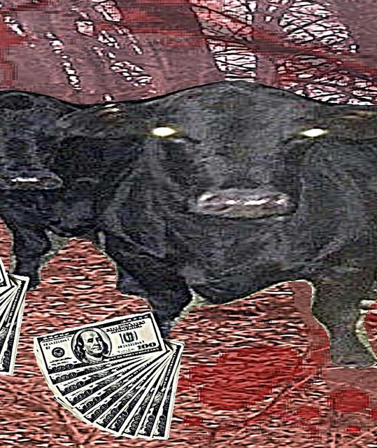 CashhKow