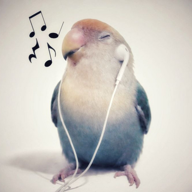 dj whiz