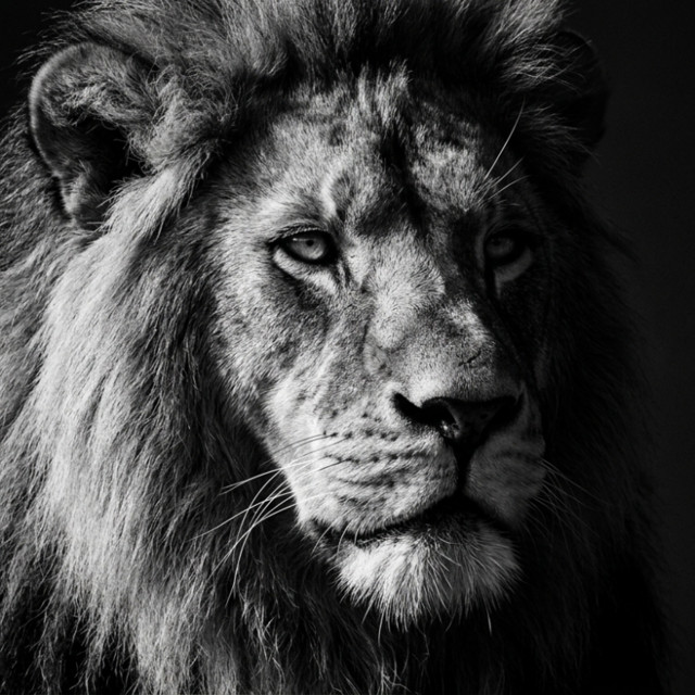 DJ LION