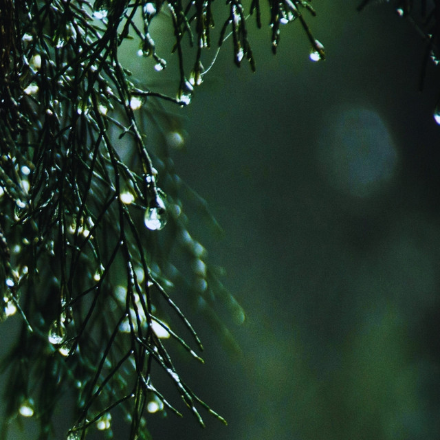 The Rain Collector