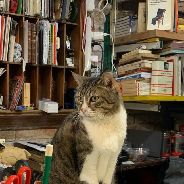 Kit Bazikalo