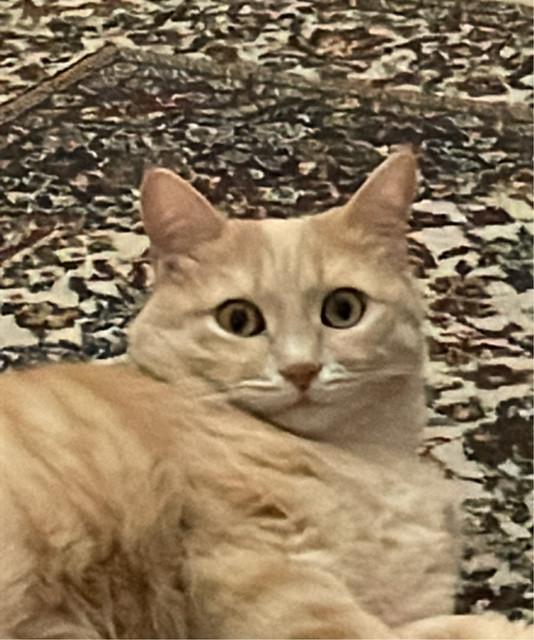 FZZL