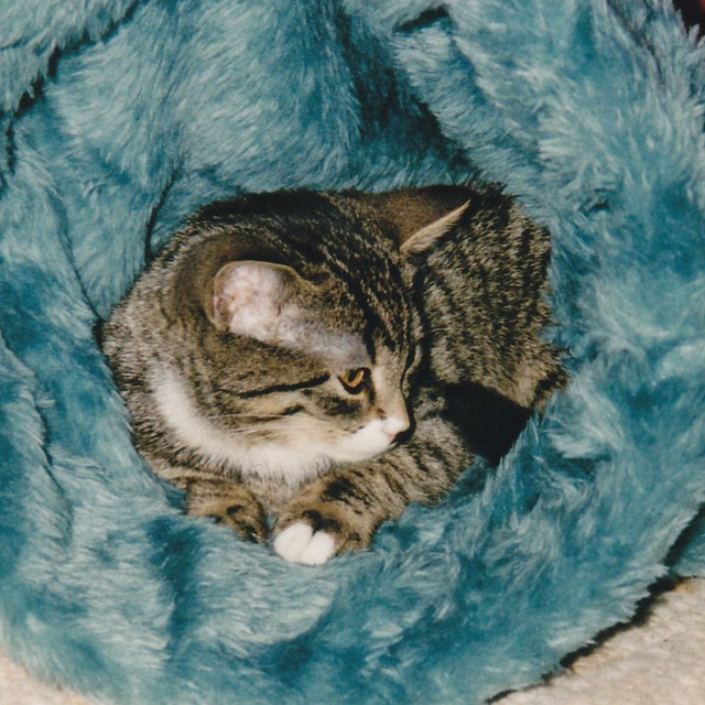 Kikki Cat