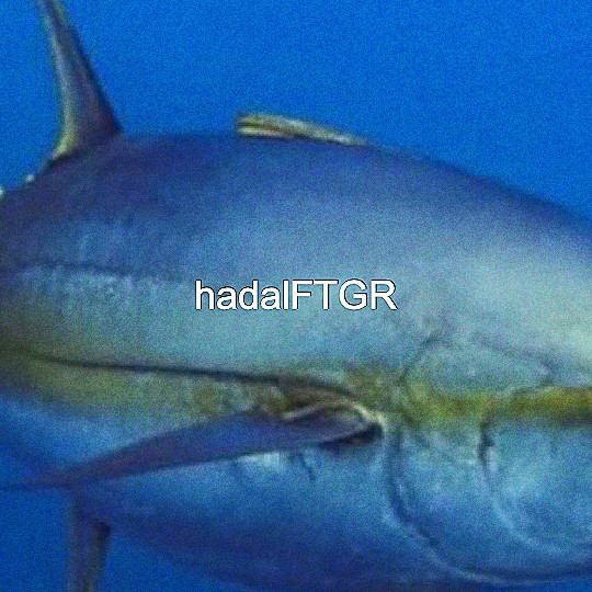 Hadal