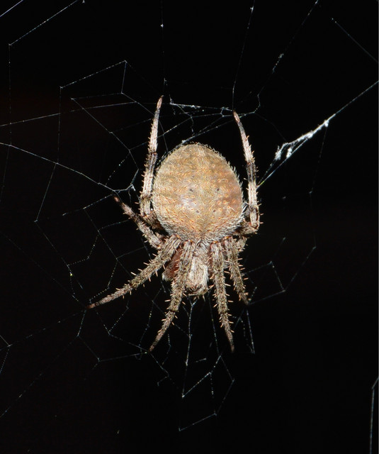 ArachNoPhobia