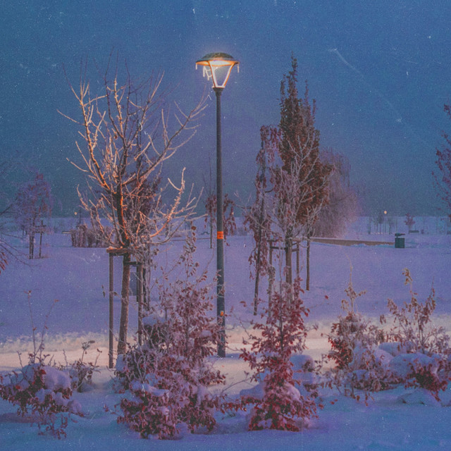 Winter Meadow