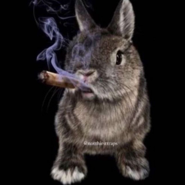 ChubbyBunny