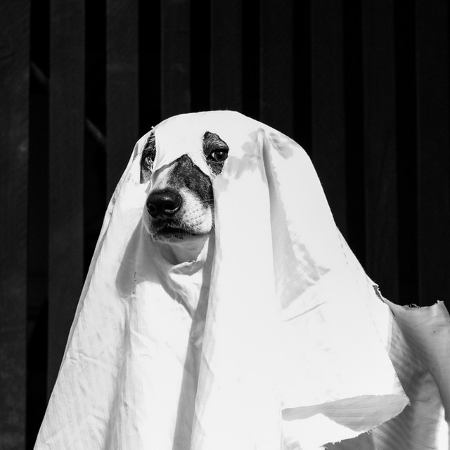 Ghost Mutt | Spotify