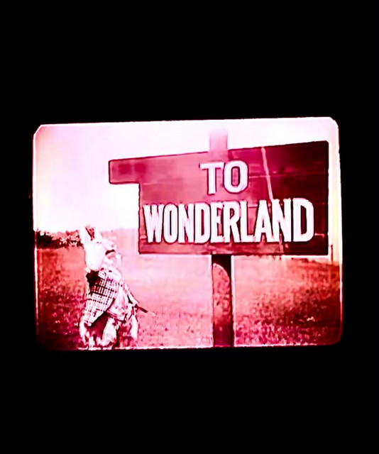wunder xo