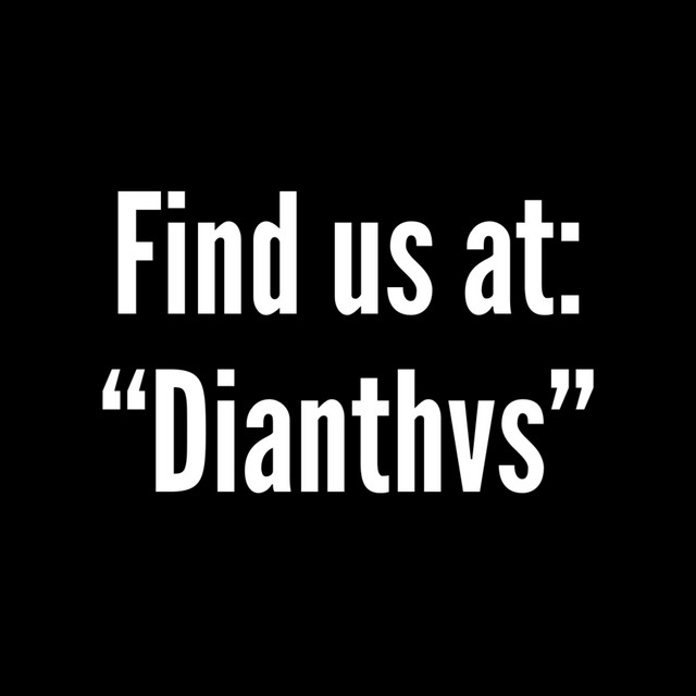 Dianthvs — Photo