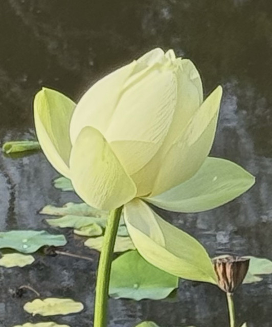 Lotus Mantras