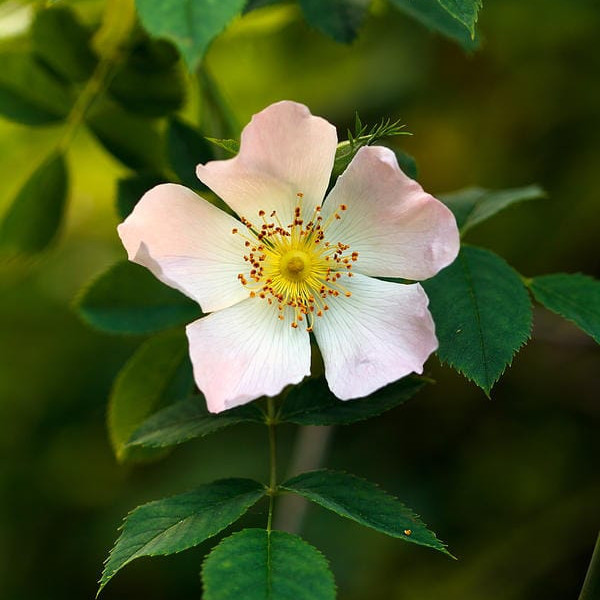 Annatura