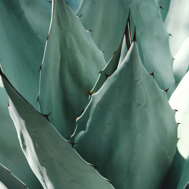 Agave Pearl