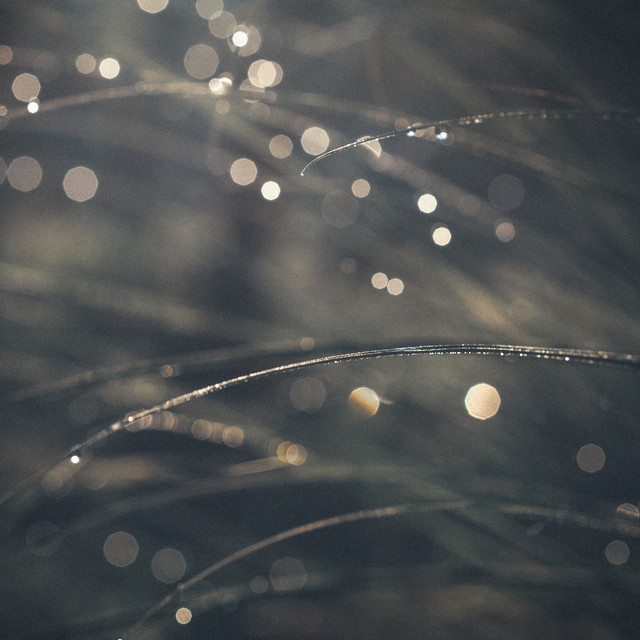 Wetland Whispers