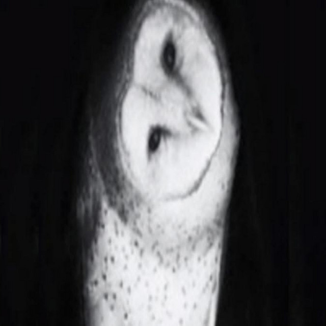 F3NT